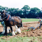 Worstead Festival