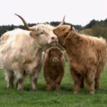 Highland Cattle family