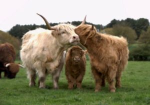Highland Cattle family