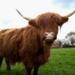 Highland Cow