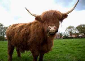 Highland Cow